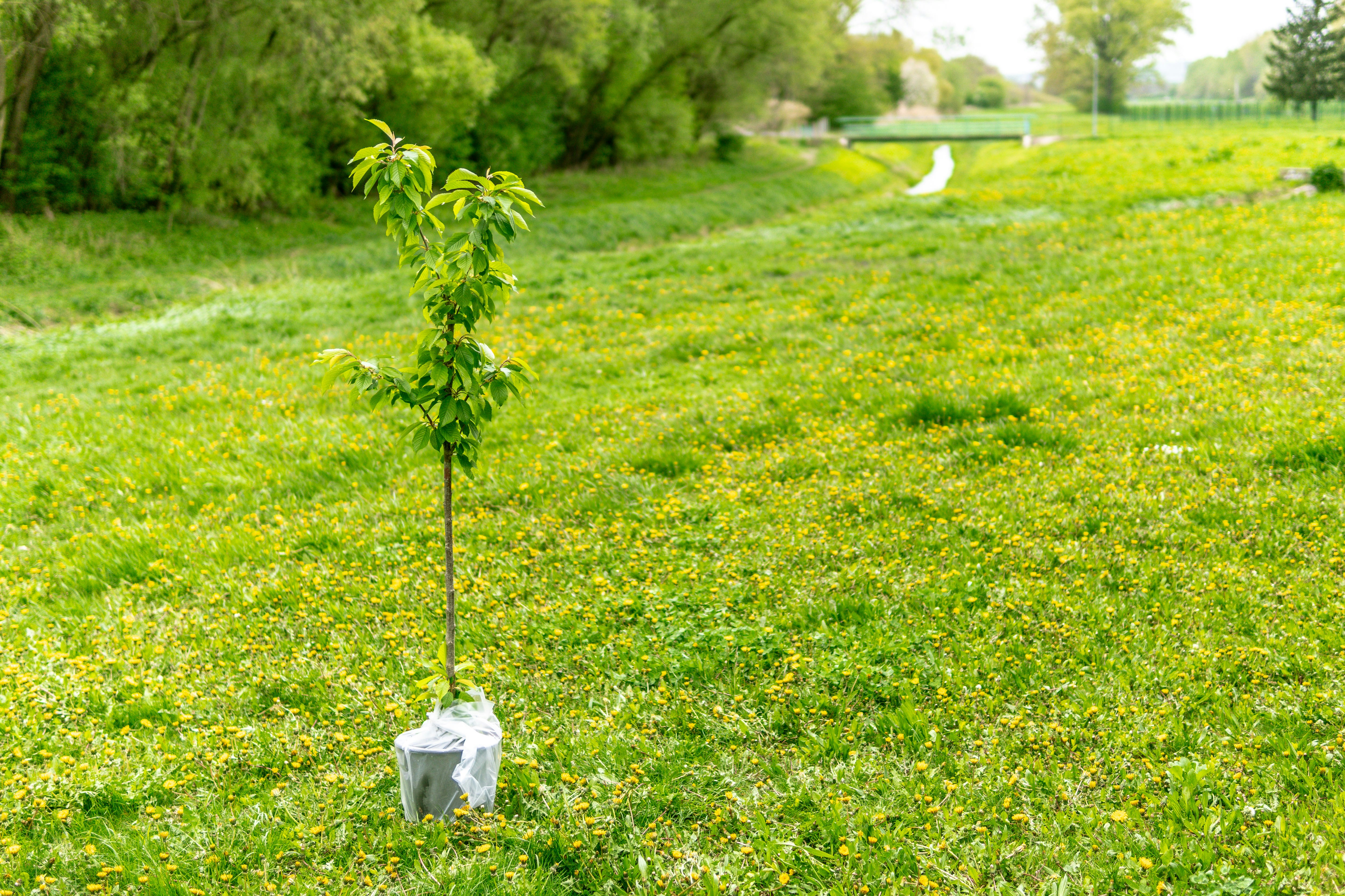 Community tree planting