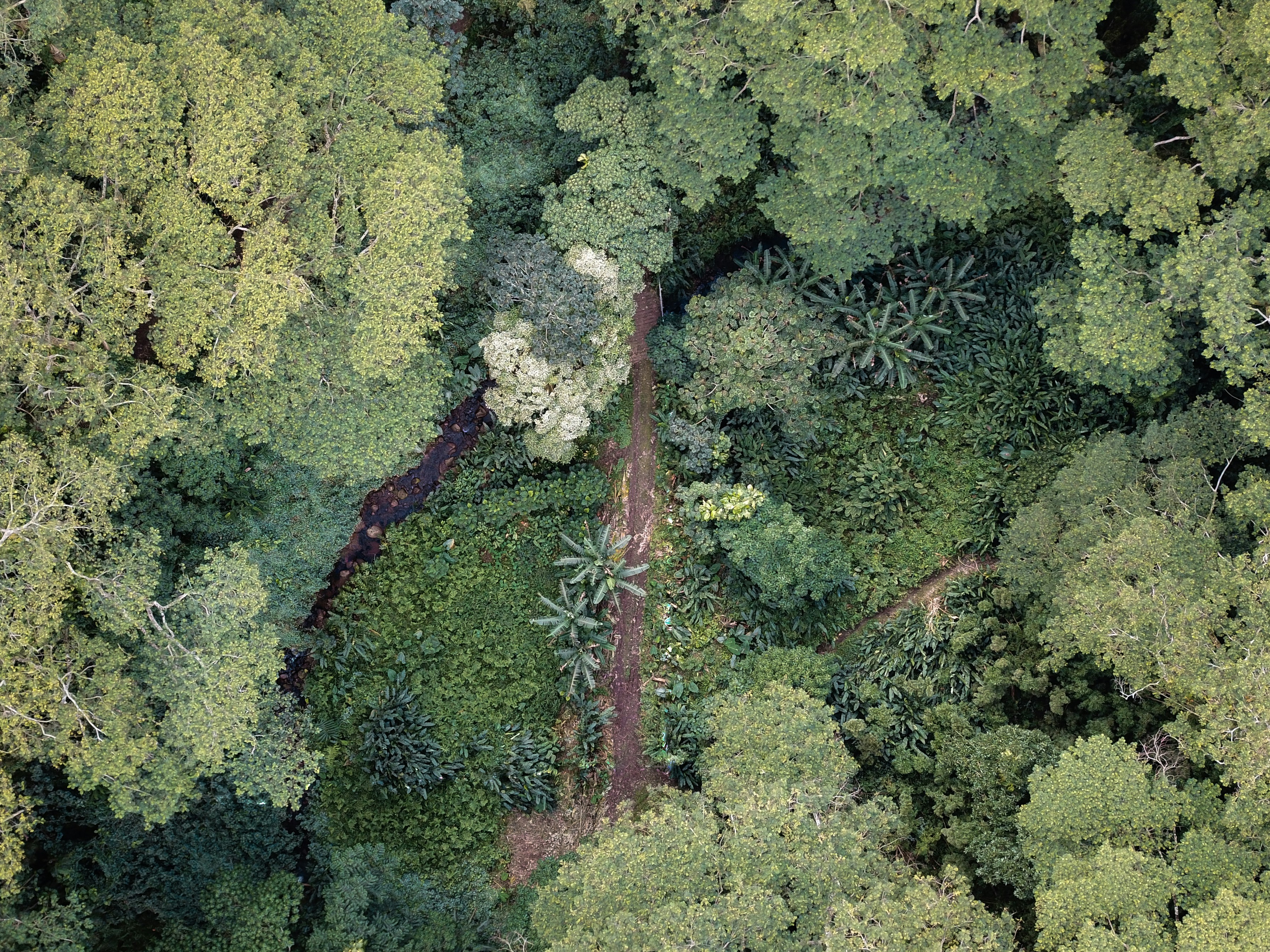Aerial reforestation
