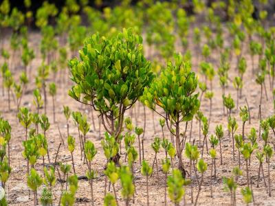 Milihoi Mangrove Restoration