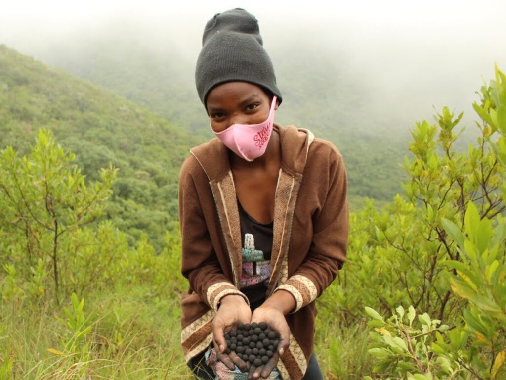 Milihoi Mangrove Restoration