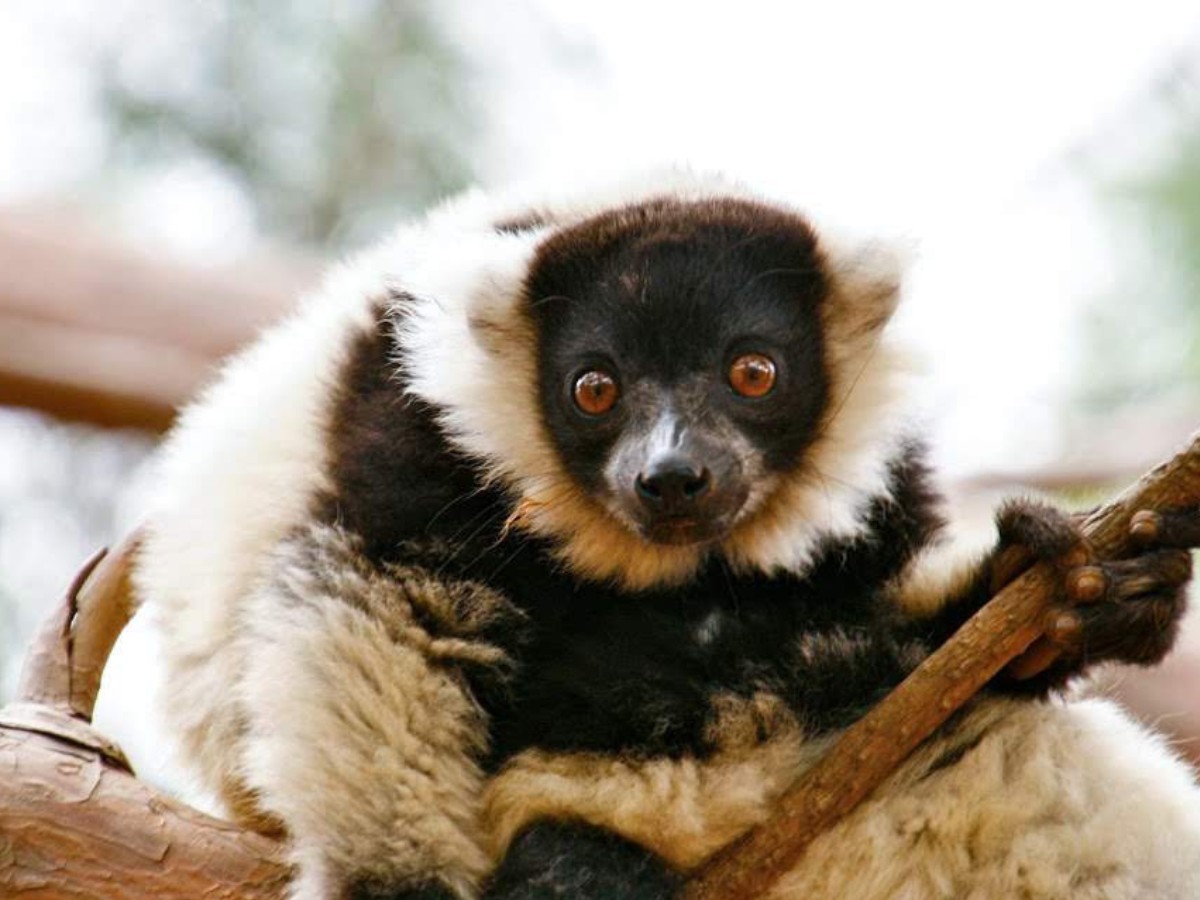 Analamandreky Mangrove Restoration