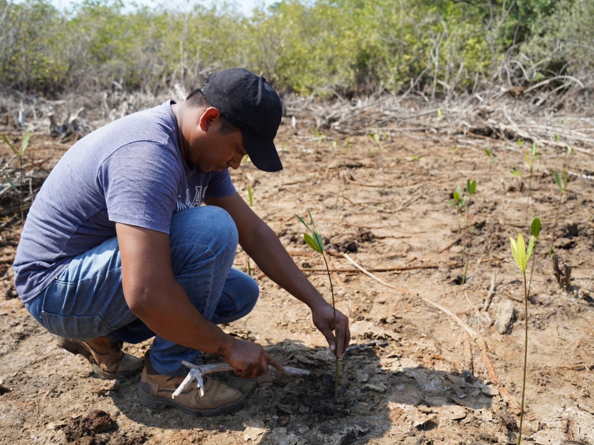 Mazatenango Mangrove Restoration